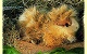 Meerschweinchen Mucki Pl�schtier K�sen 3040