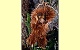 Orang Utan Pl�schtier K�sen 5710
