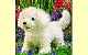 Handpuppe Bichon Frise Hund (Folkmanis 2509)