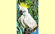 Handpuppe Kakadu (Folkmanis 2832)