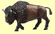 Bison Papo
