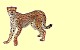 Gepard Papo