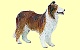 Collie Papo
