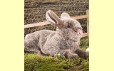 Kaninchen liegend braun 30cm K�sen 6221