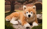 Shiba Inu liegend Hachiko 33cm K�sen 6230