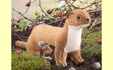 Mauswiesel 30cm K�sen 6260