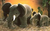 Elefant Pl�schtier K�sen 1955