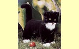 Katze schwarz stehend Pl�schtier K�sen 2154
