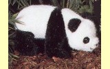 Panda Baby Pl�schtier K�sen 3200
