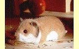 Goldhamster Pl�schtier K�sen 3390