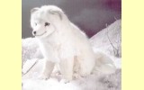 Eisfuchs Pl�schtier K�sen 3930
