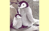 Kaiser Pinguin Pl�schtier K�sen 3650