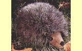 Igel Pl�schtier K�sen 1725