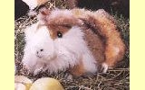 Meerschweinchen braun/wei� Kuno Pl�schtier K�sen 3011