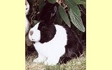 Holl�nder Kaninchen Pl�schtier K�sen 3581