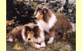Collie stehend Pl�schtier K�sen 3880