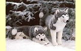 Husky liegend Pl�schtier K�sen 3870