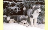 Husky stehend Pl�schtier K�sen 3860