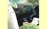 Panther Baby Rangi Pl�schtier K�sen 4470