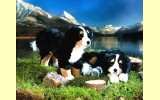Berner Sennenhund liegend Pl�schtier K�sen 4730