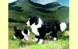 Border Collie Welpe Eddy Pl�schtier K�sen 4640
