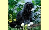 Katze klein schwarz sitzend Mausi Pl�schtier K�sen 4483