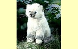 Katze Birmakatze klein sitzend Siri Pl�schtier K�sen 4482