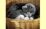 Katze grau liegend Lucie Pl�schtier K�sen 4392