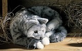Katze grau getigert liegend Charly Pl�schtier K�sen 4394