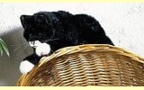 Katze schwarz liegend Mohrle Pl�schtier K�sen 4391