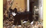 Katze stehend schwarz Mauz Pl�schtier K�sen 3960