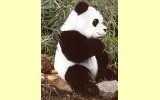 Panda gro� aufrecht Shaanxi Pl�schtier K�sen 3460
