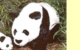Panda stehend Pl�schtier K�sen 3210