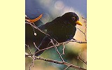Amsel T�ril� Pl�schtier K�sen 5820