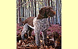 Hund Deutsch-Drahthaar braun Pl�schtier K�sen 5520