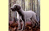 Hund Weimaraner grau Pl�schtier K�sen 5510