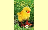 K�ken Piep-Piep 1 St�ck 14cm K�sen 5300