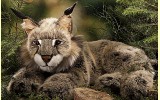 Luchs liegend 59cm K�sen 5920