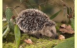 Igel Heinrich 26cm K�sen 6190
