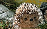 Mini-Igel Pieks K�sen 5180