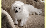 Japanischer Spitz liegend K�sen 6050
