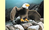 Wei�kopfseeadler Georg K�sen 5041
