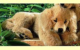 Golden Retriever Welpe liegend Pl�schtier K�sen 5190