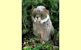 Luchs klein Juri Pl�schtier K�sen 5060
