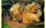 Meerschweinchen Mucki Pl�schtier K�sen 3040