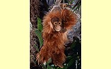 Orang Utan Pl�schtier K�sen 5710