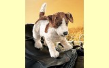 Handpuppe Jack Russel Terrier Folkmanis 2848