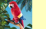 Handpuppe Papagei Folkmanis 2362