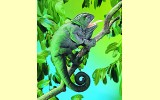 Handpuppe Cham�leon Folkmanis 2215