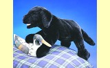 Handpuppe Labrador-Welpe schwarz Folkmanis 2274